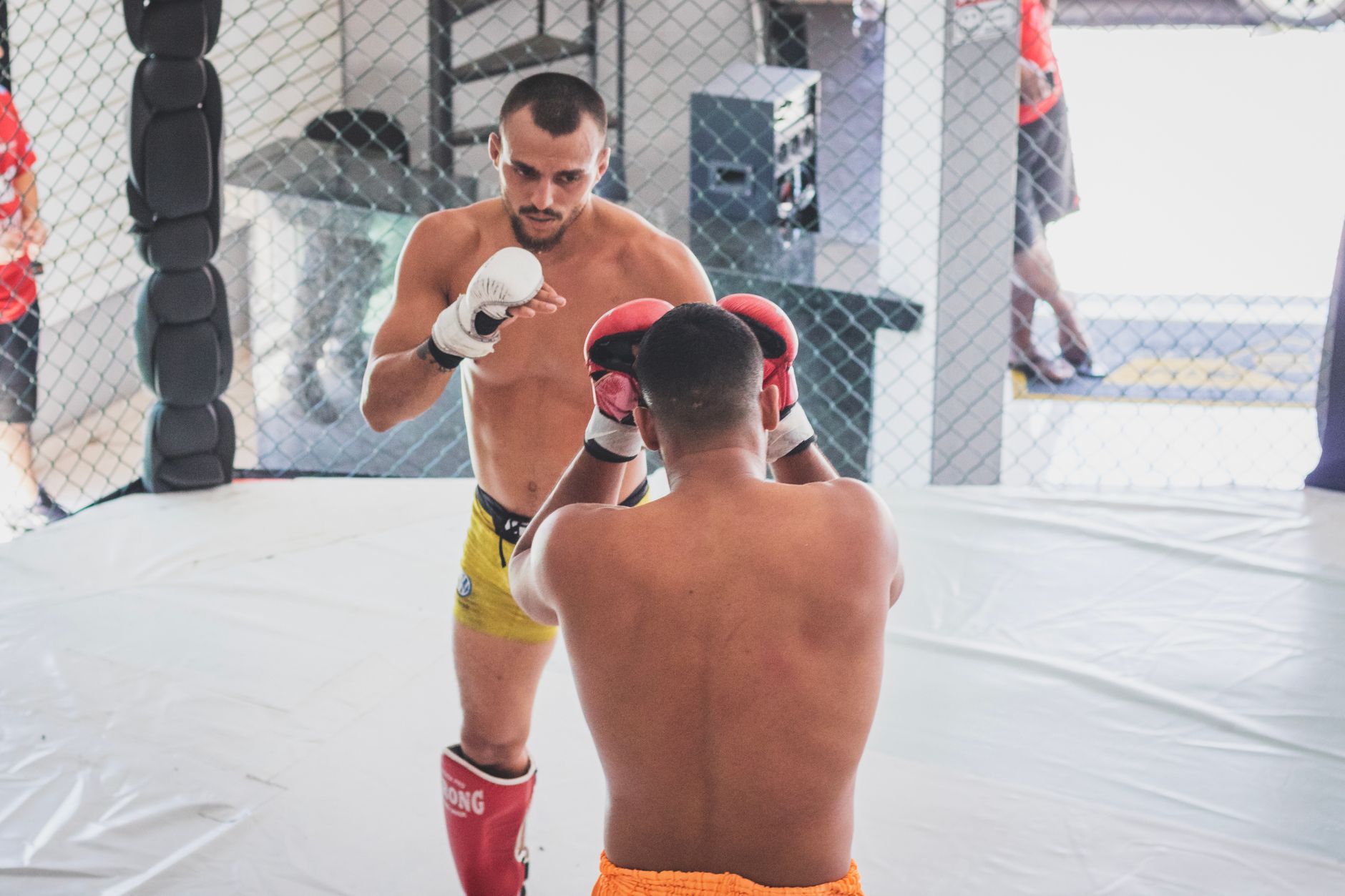 Top MMA Groin Guards for Training and Sparring